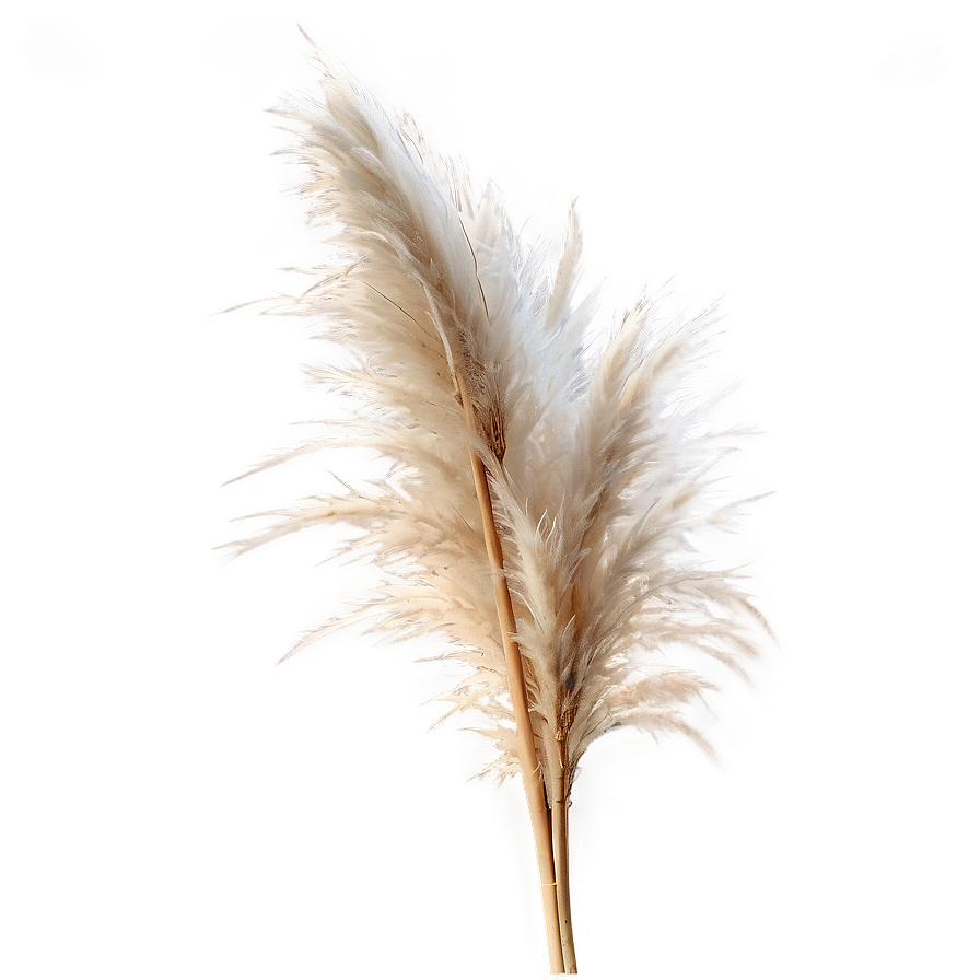 Pampas Grass D PNG image