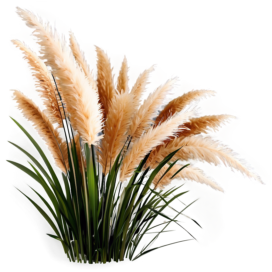 Pampas Grass Decoration Png Kuu43 PNG image