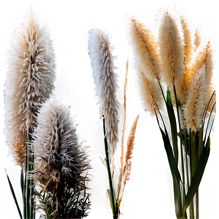 Pampas Grass Field Png Cor PNG image