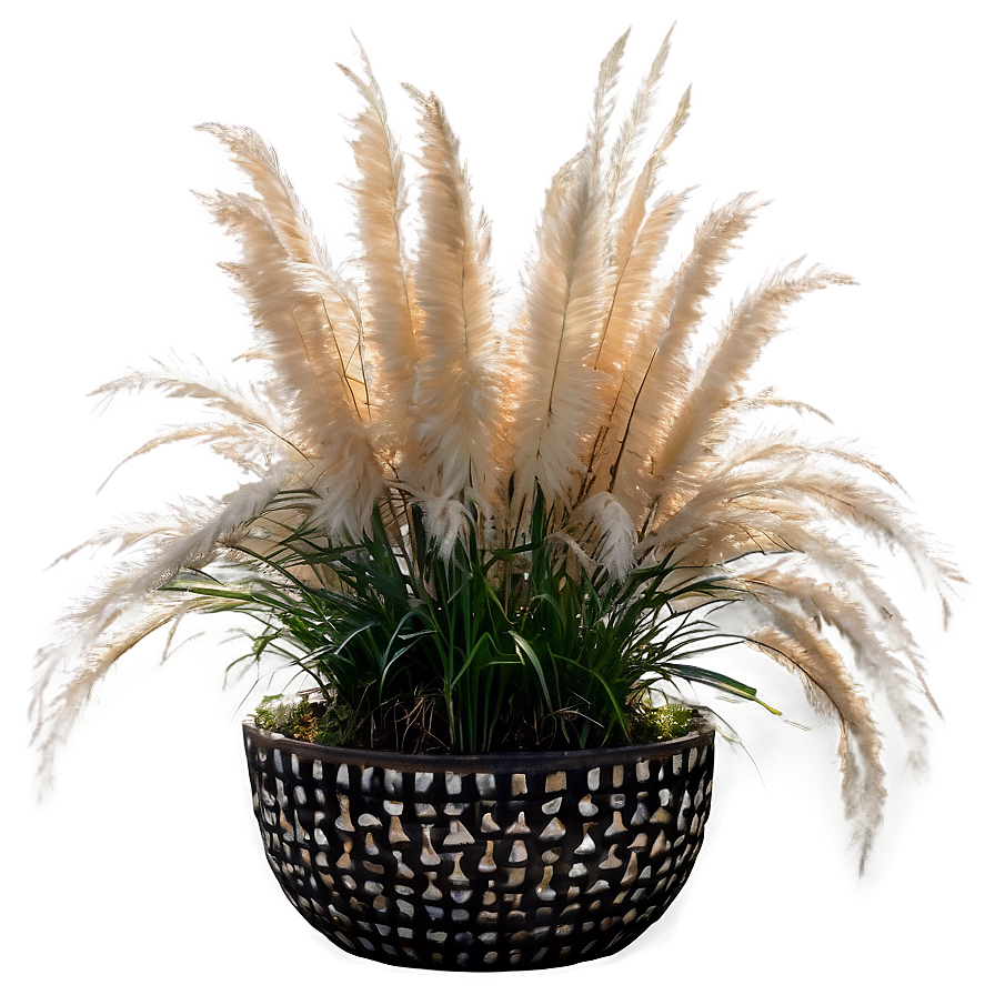 Pampas Grass In Pot Png Uao PNG image