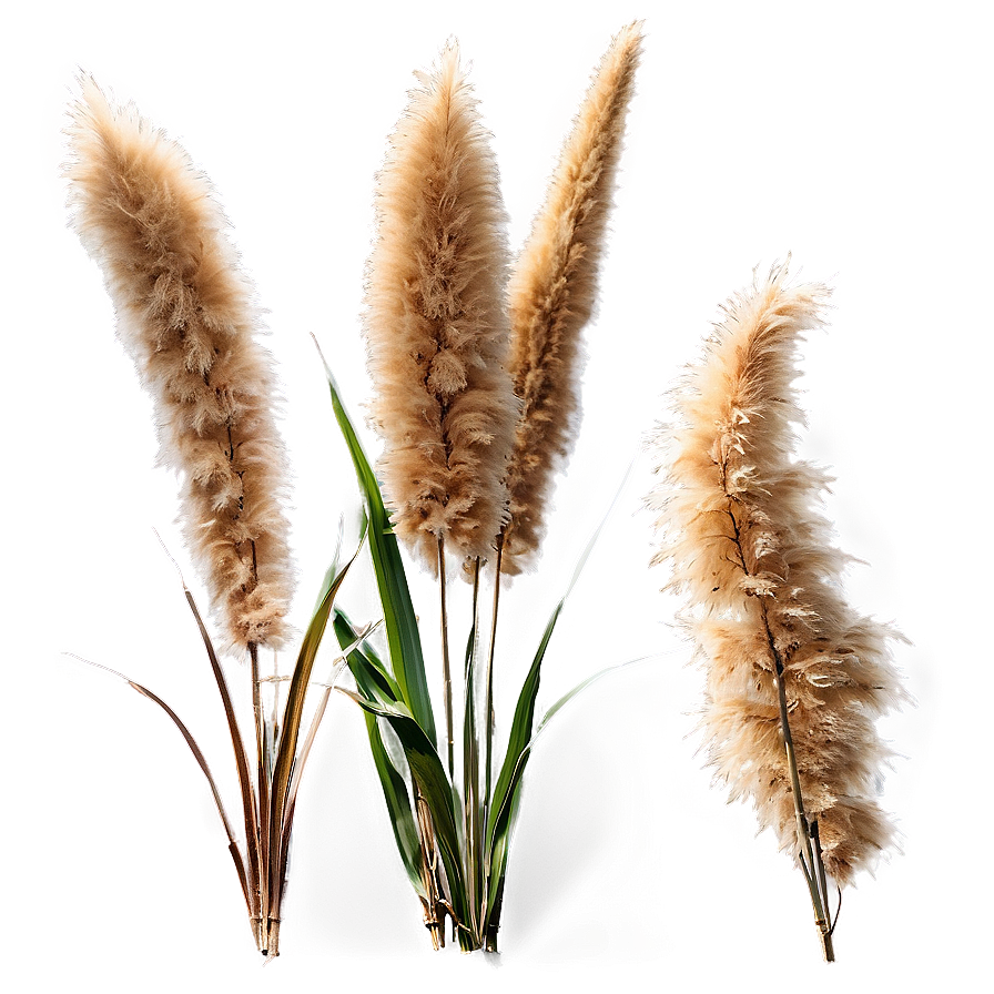 Pampas Grass In Wind Png 06122024 PNG image