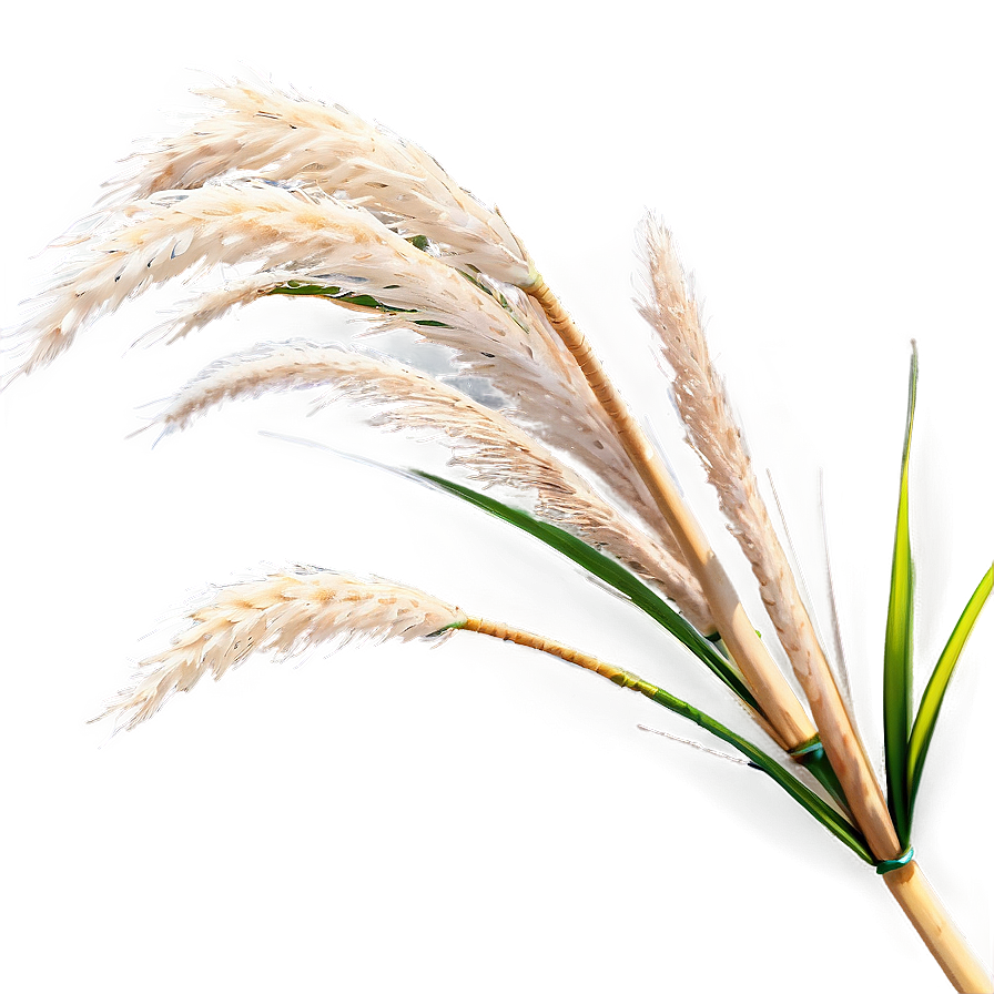 Pampas Grass In Wind Png 06122024 PNG image