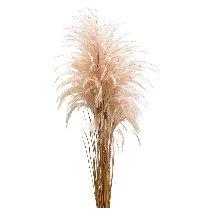 Pampas Grass In Wind Png 39 PNG image