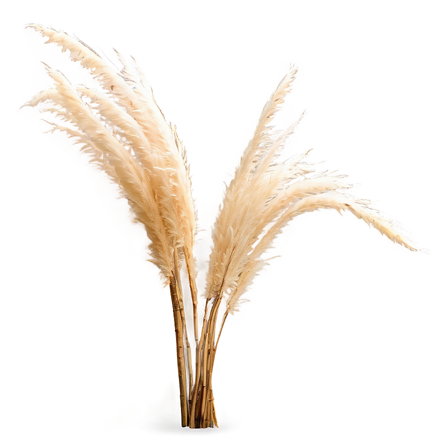 Pampas Grass On Beach Png 72 PNG image