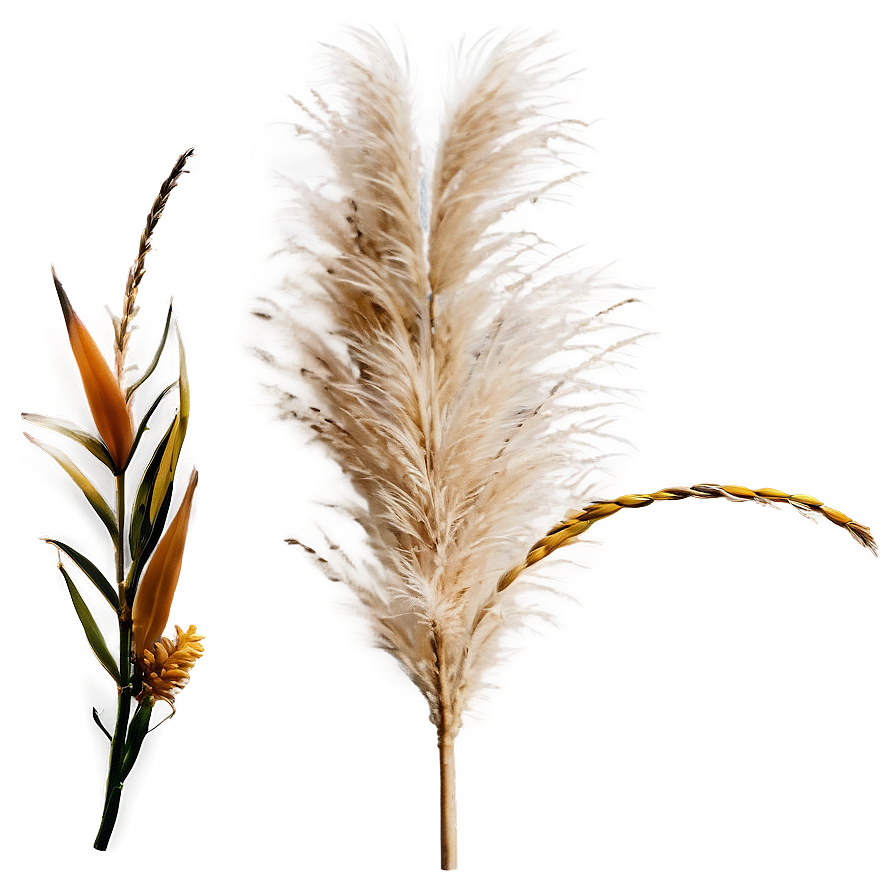 Pampas Grass Seed Png Gdg37 PNG image