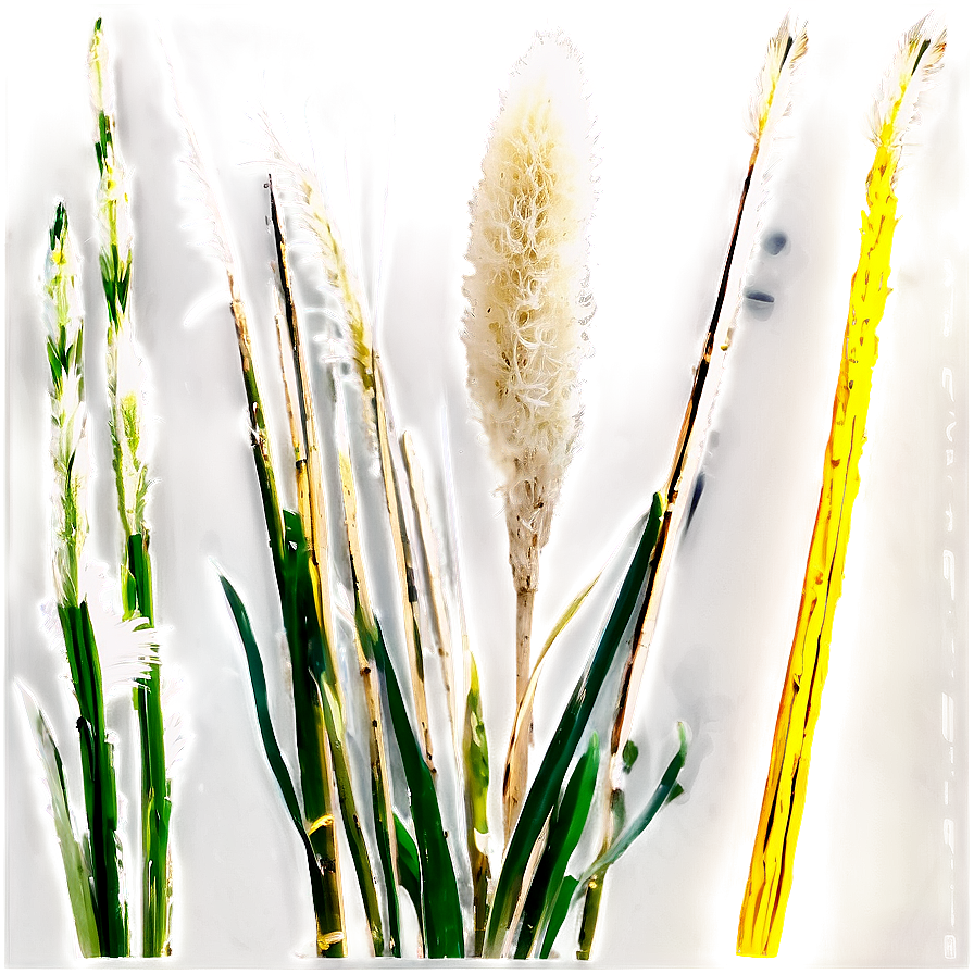 Pampas Grass Seed Png Jcp PNG image