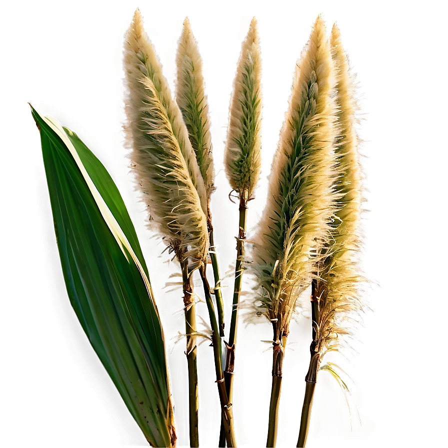 Pampas Grass With Dew Png Wup28 PNG image