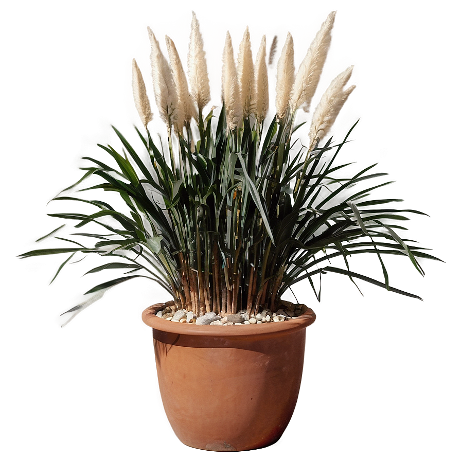 Pampas In Pot Png Gac PNG image