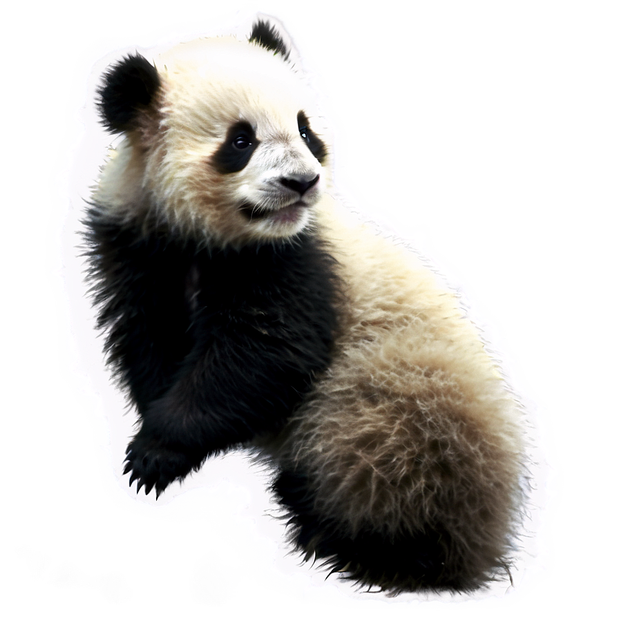 Panda Cub Fluffy Png Suw PNG image