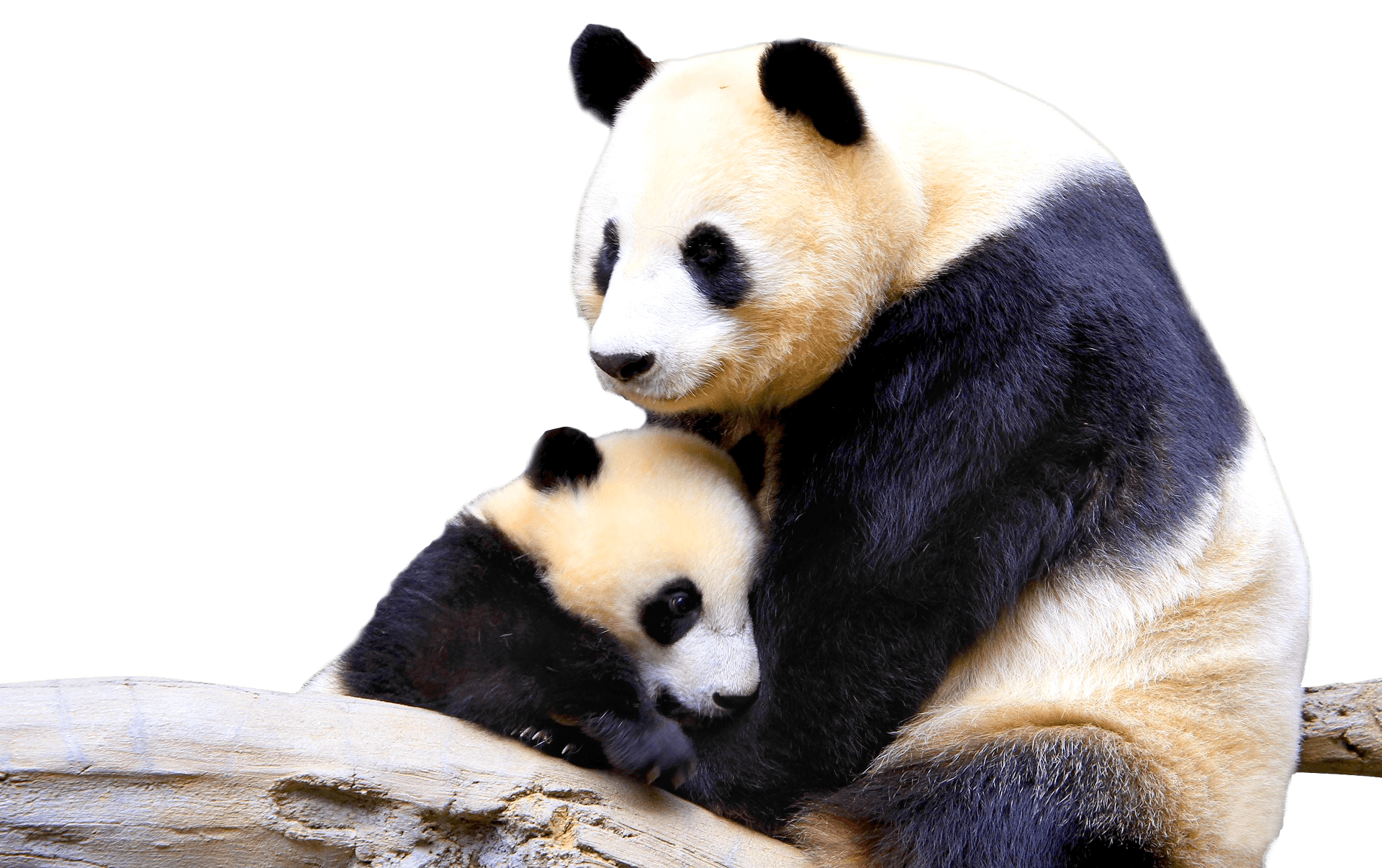 Panda Cuband Parent Embrace PNG image