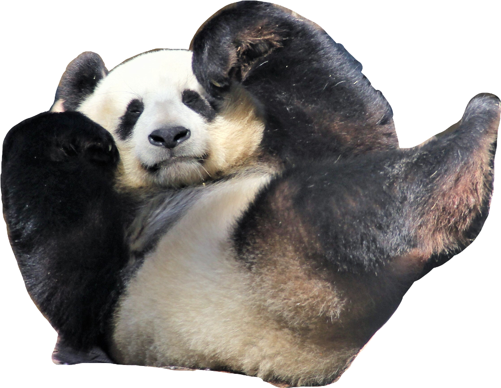 Panda Waving Hello.png PNG image