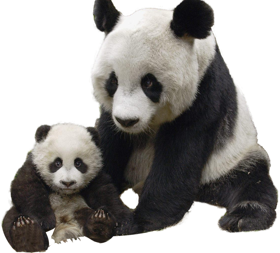 Pandaand Cub Togetherness PNG image