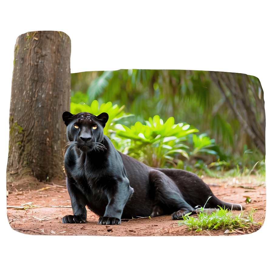 Panthers Family Wildlife Png 71 PNG image