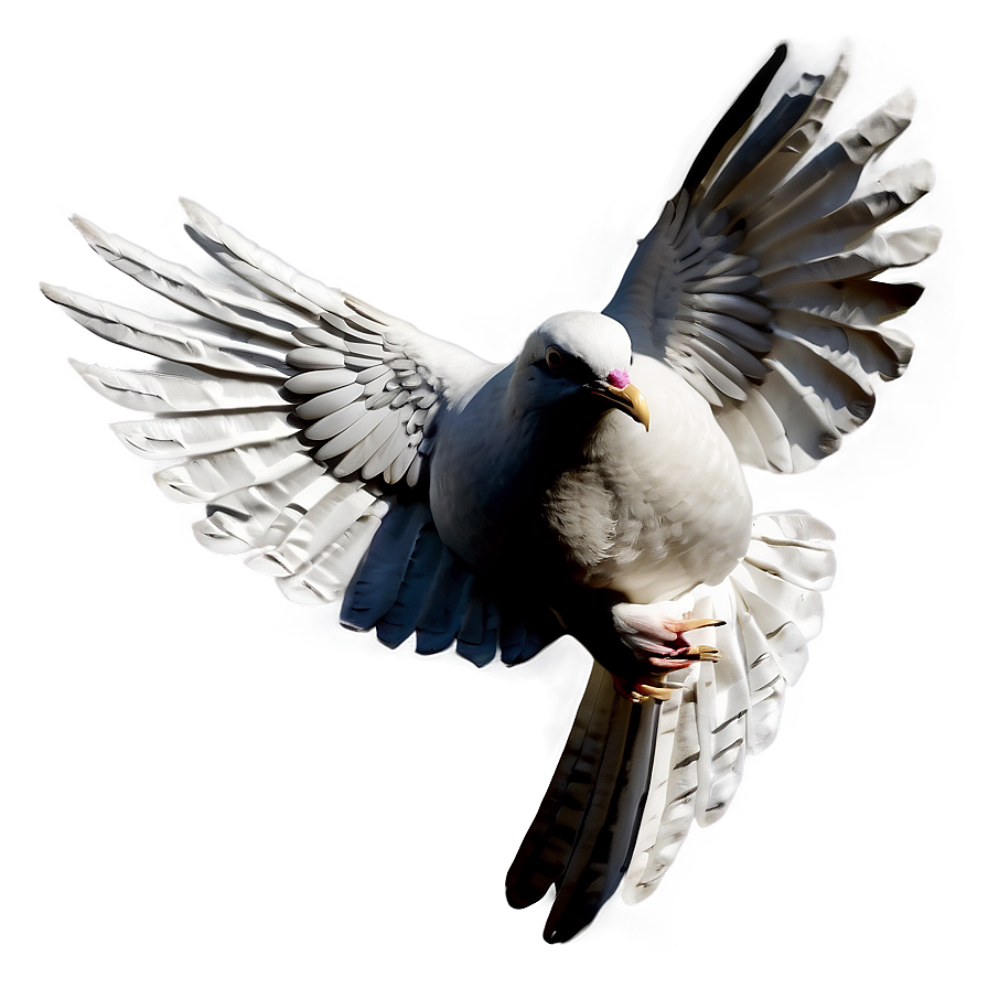 Paper Dove Png Rtr PNG image