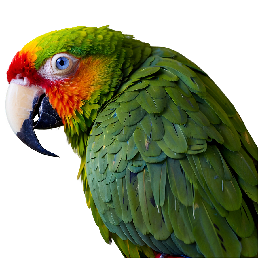 Parrot Beak Close-up Png 05242024 PNG image