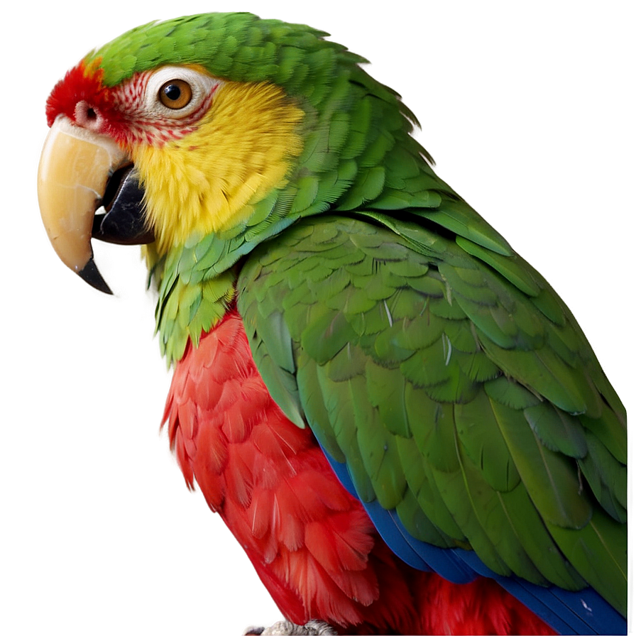 Parrot Beak Close-up Png 25 PNG image