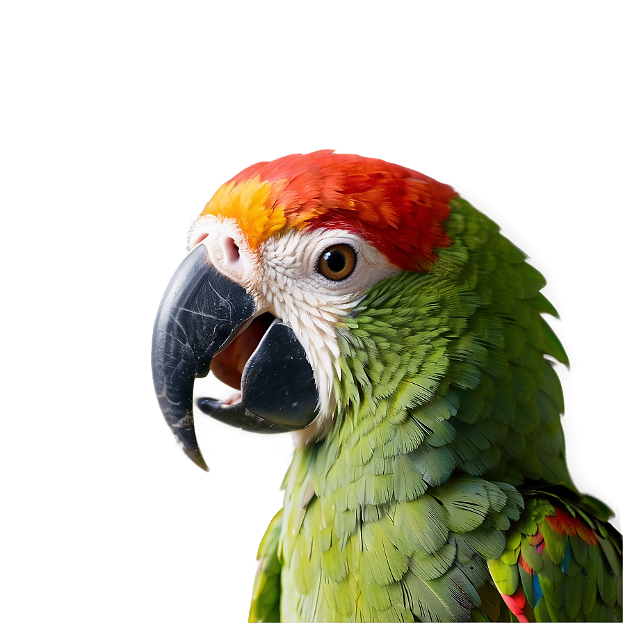 Parrot Beak Close-up Png Ubr PNG image