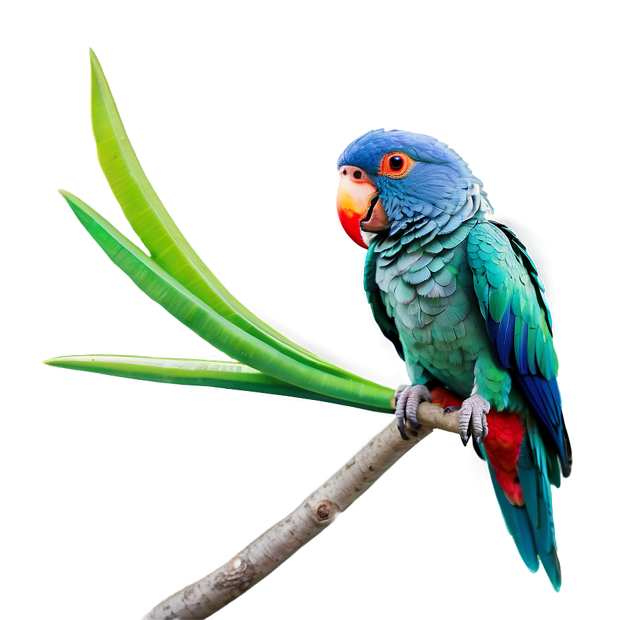 Parrot Care Png 05242024 PNG image