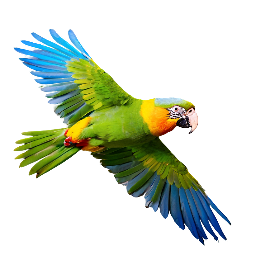 Parrot In Flight Png 65 PNG image