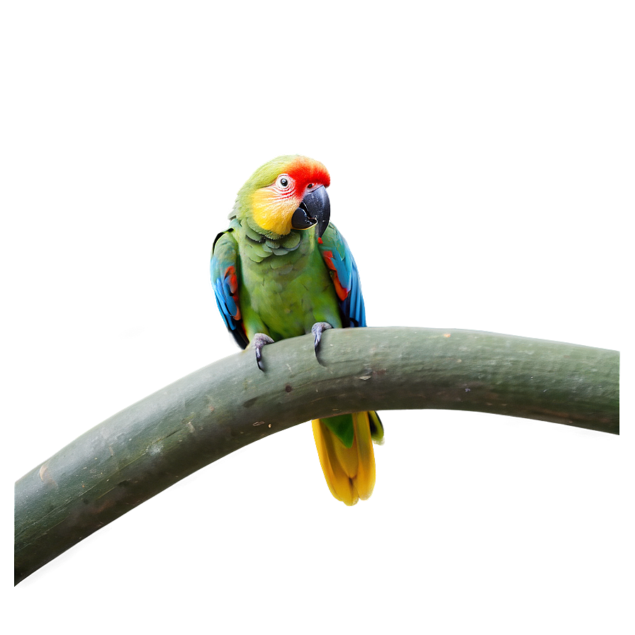 Parrot In Jungle Png 05242024 PNG image