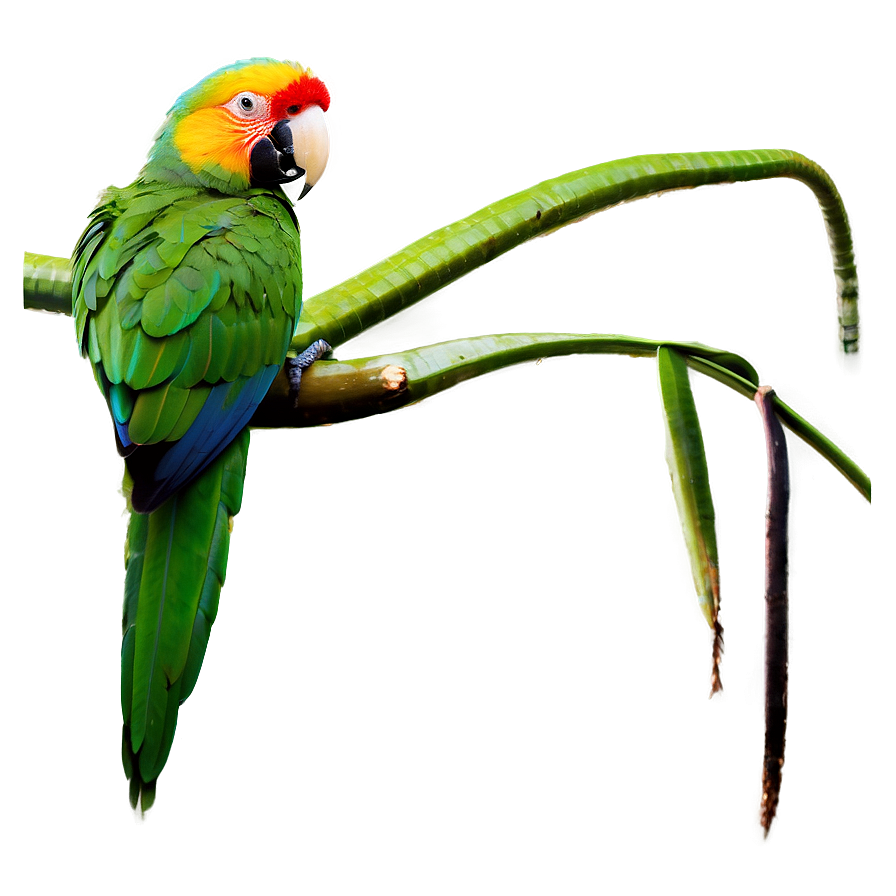 Parrot In Nature Png 05242024 PNG image