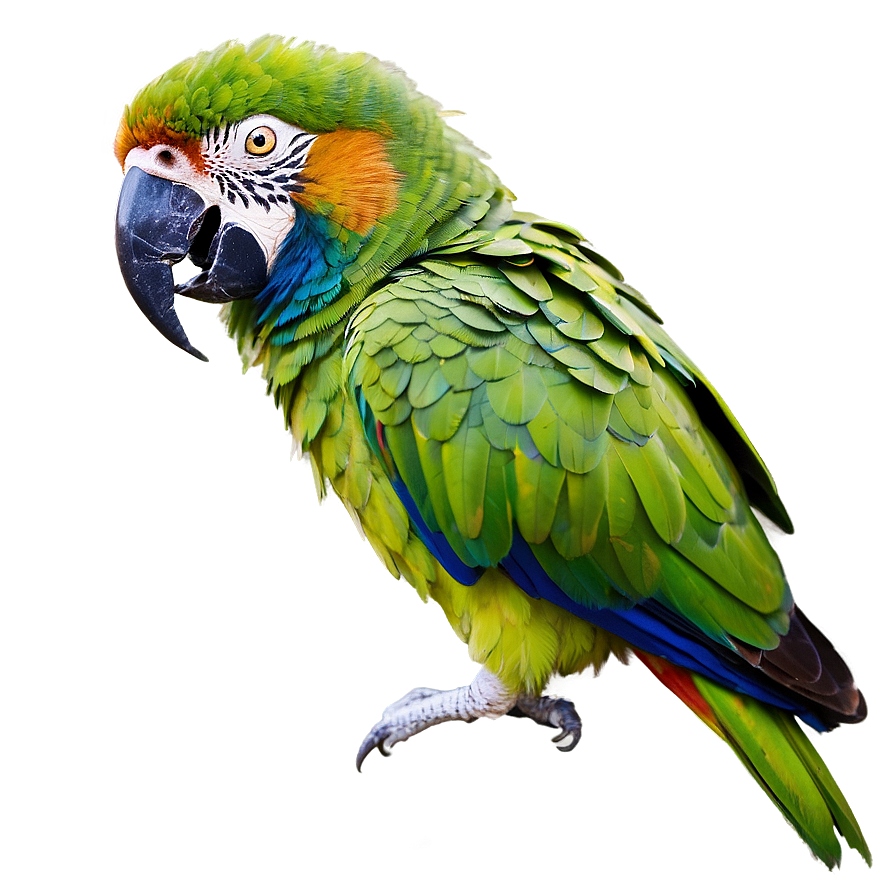 Parrot Mimicry Png 98 PNG image