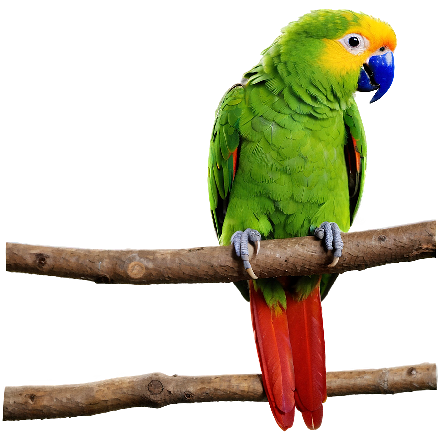 Parrot On Branch Png 10 PNG image