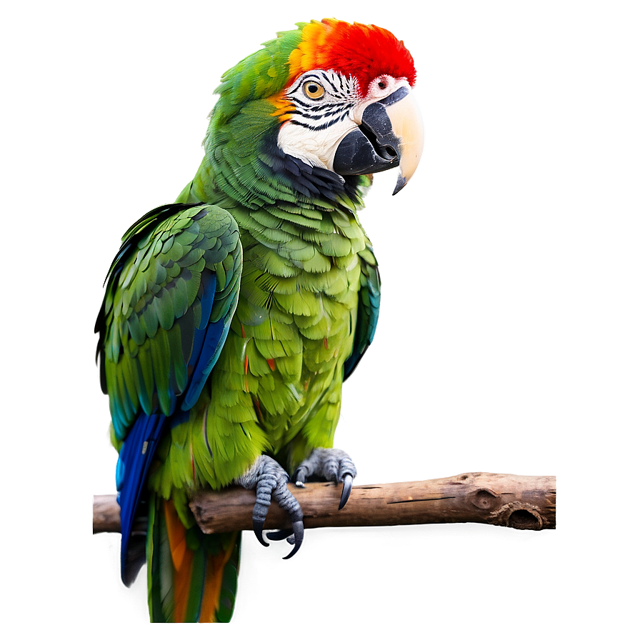 Parrot Profile View Png 19 PNG image