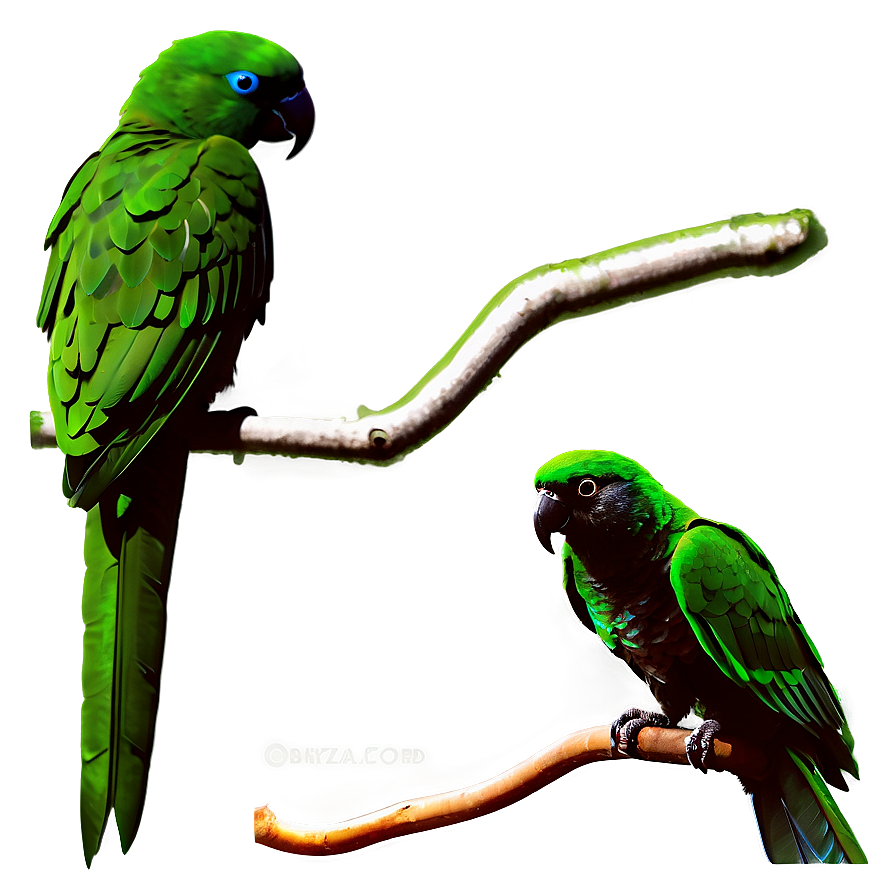 Parrot Silhouette Png Oui PNG image