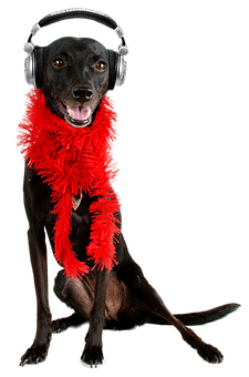 Party Dogwith Headphonesand Boa PNG image
