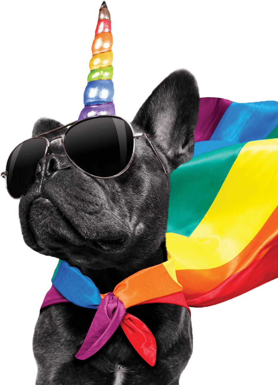 Party French Bulldog Rainbow Hat Sunglasses PNG image