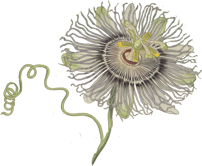 Passion Flower Illustration PNG image