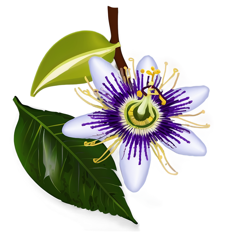 Passion Fruit Flower Blossom Png 79 PNG image