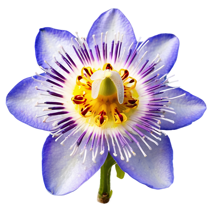 Passion Fruit Flower Blossom Png Nbv PNG image