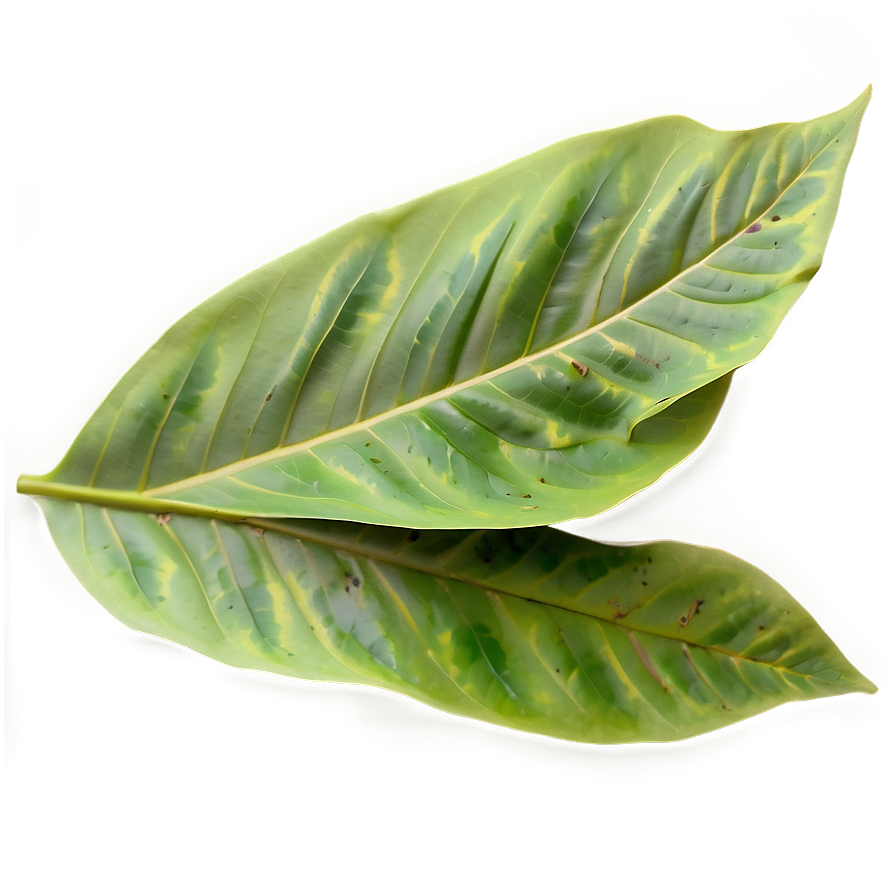 Pastel Leaves Png Uve PNG image