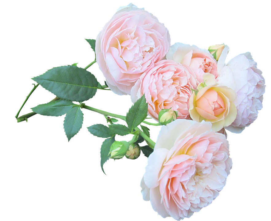 Pastel Rose Bouquet Transparent Background PNG image