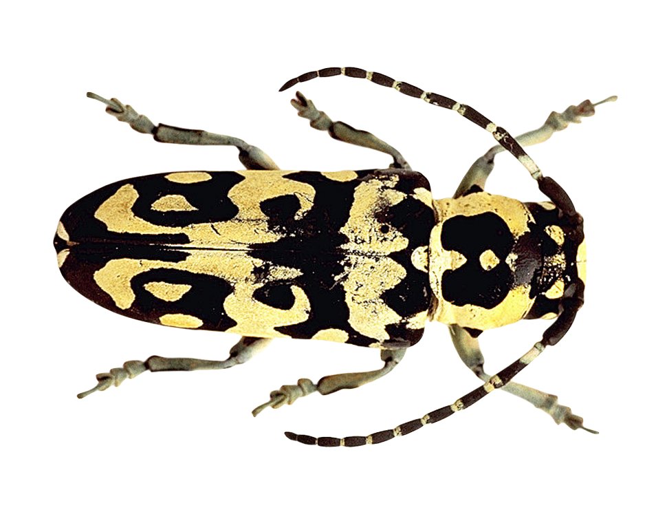 Patterned Beetle Illustration PNG image