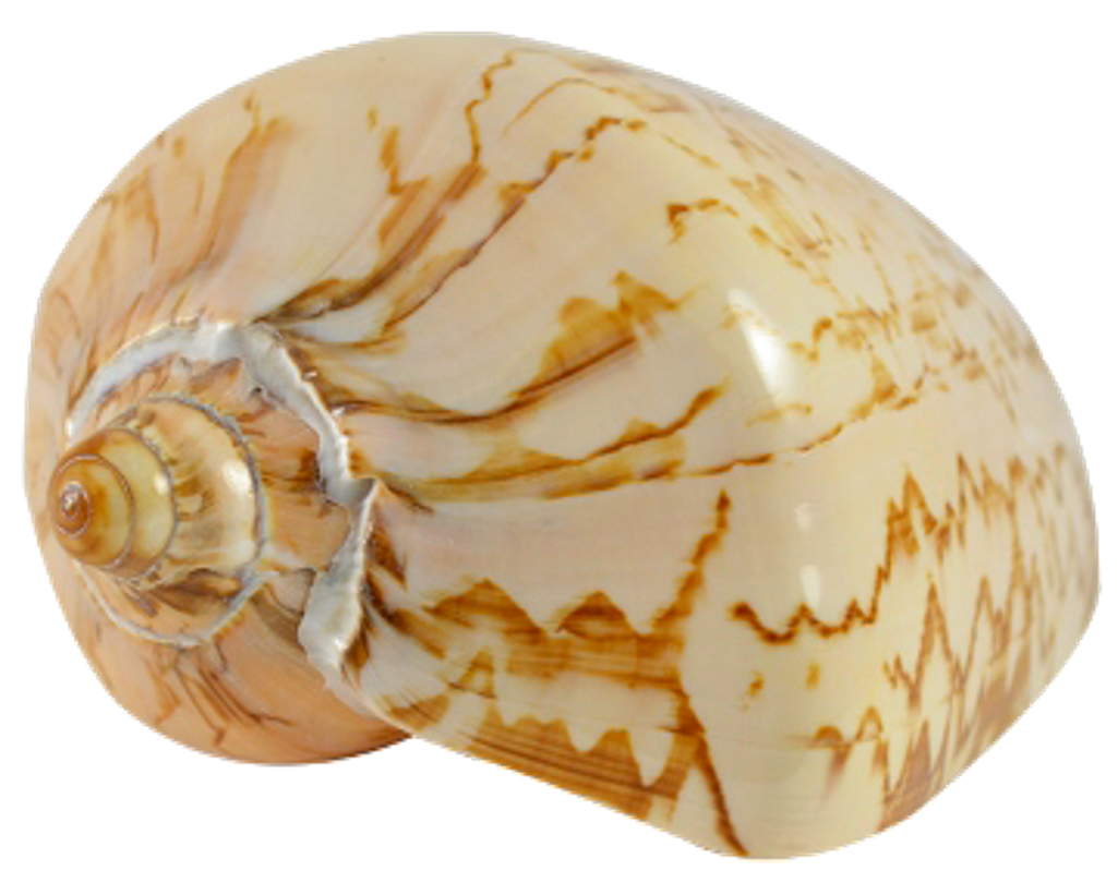 Patterned Seashell Spiral PNG image