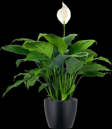 Peace Lily Plantin Black Pot PNG image