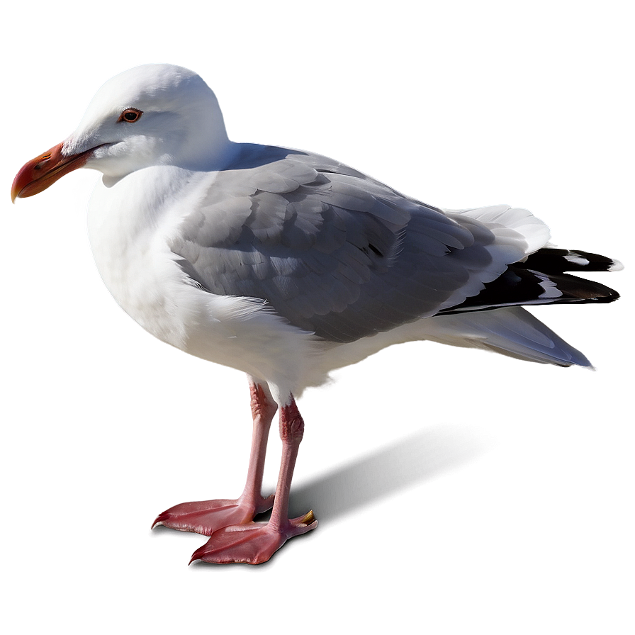 Peaceful Seagull Png 05242024 PNG image