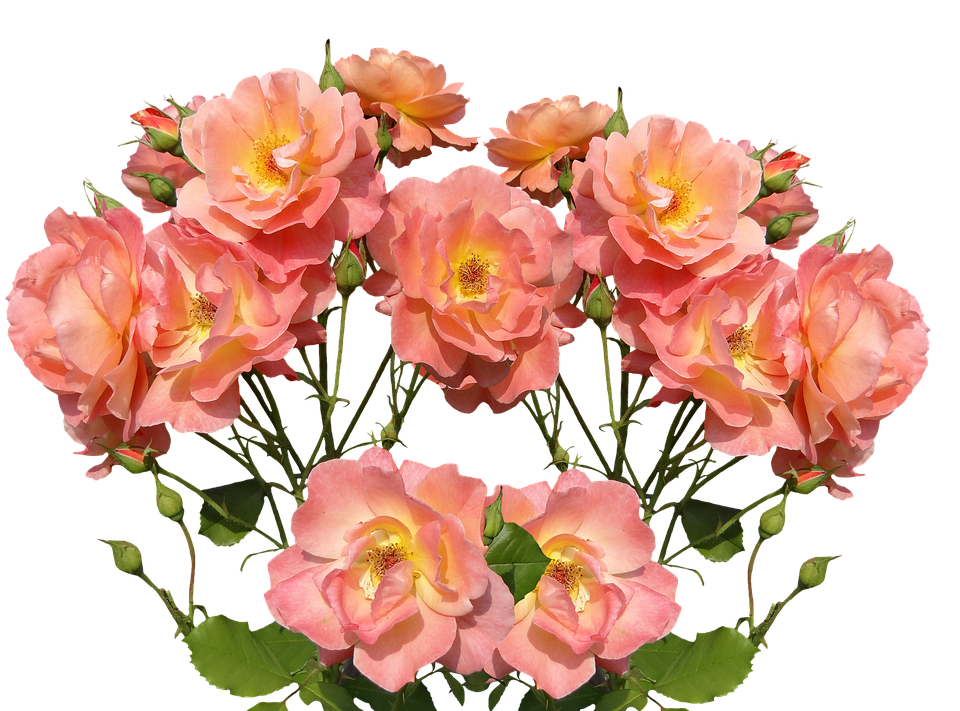 Peach Blush Rose Cluster PNG image