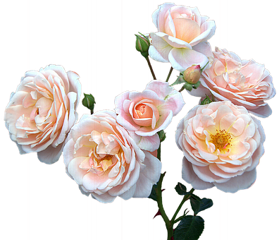 Peach Blush Roses Black Background PNG image