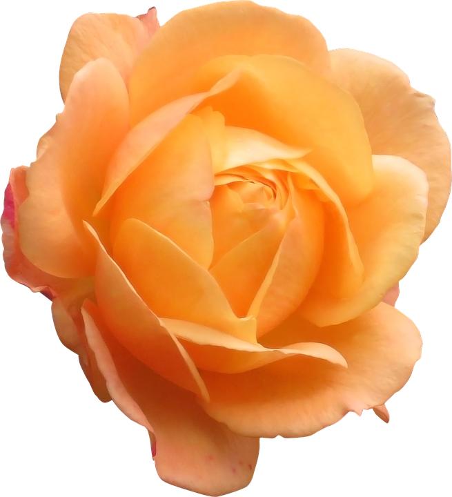 Peach Colored Rose Isolated.png PNG image