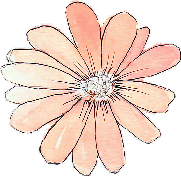 Peach Colored Sketch Flower.png PNG image