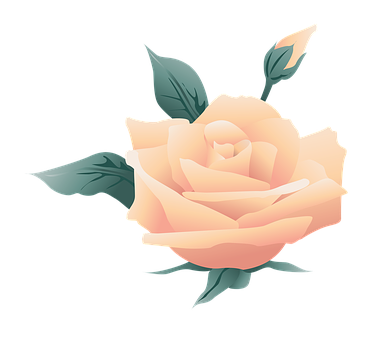Peach Rose Illustration PNG image