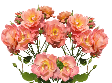 Peach Roses Black Background PNG image