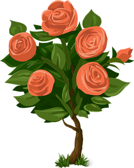 Peach Roses Illustration PNG image