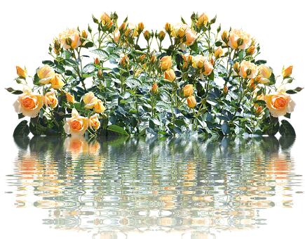 Peach Roses Reflection Water PNG image