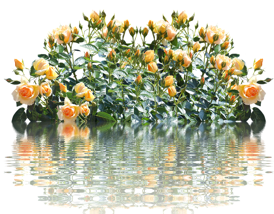 Peach Roses Reflection Water PNG image