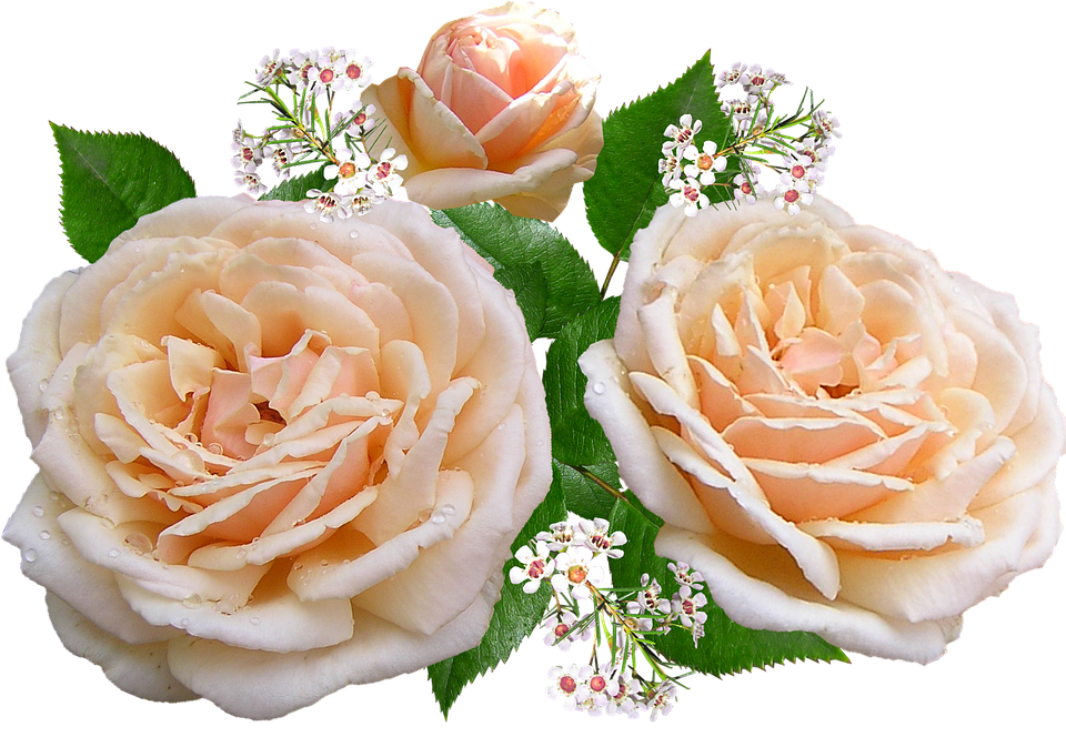 Peach Roses Transparent Background PNG image